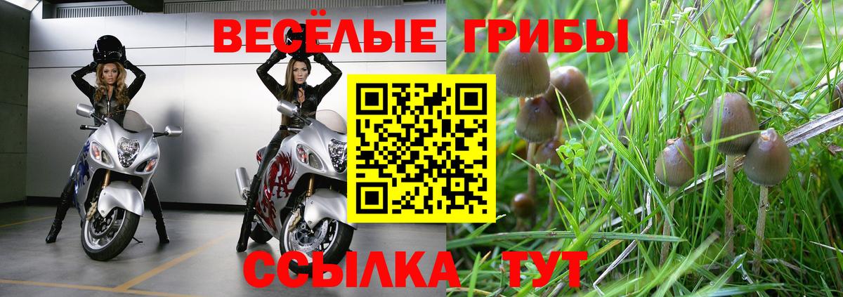 Галлюциногенные грибы Psilocybe  Вход с VPN  Галлюциногенные грибы мухоморы  Тихвин 